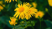 Arnica Extract